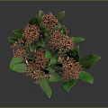 Indoor Potted Plant With Green Leaves And Red Flowers In Terracotta Pot Against Dark Background