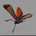 Vibrant Red Winged Moth With Orange Spots And Dark Body On Dark Background