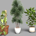 Various Bonsai Potted Plants with Different Green Species and Decorative Planters