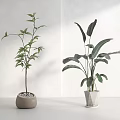 Indoor Decorative Bonsai Plants With Different Leaf Shapes In Brown Round And White Geometric Planters
