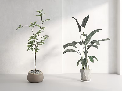 Indoor Decorative Bonsai Plants With Different Leaf Shapes In Brown Round And White Geometric Planters 3d model
