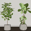 Indoor Bonsai Potted Plants With Lush Green Leaves In White Ceramic Pots