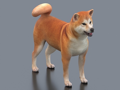 Akita dog pet dog rhubarb 3d model