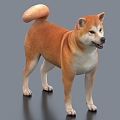 Akita dog pet dog rhubarb 3d model