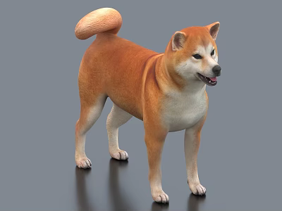 Shiba Inu Dog With Brown And White Coat Curled Tail Standing Posture 3d model