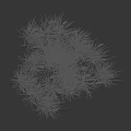 Tall Ornamental Grass With Silky White Plumes And Dense Green Leaves For Garden Landscaping