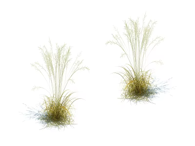 Tall Ornamental Grasses For Garden Landscaping With Long Green Leaves And Natural Texture 3d model
