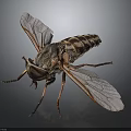 Detailed Horsefly Insect With Transparent Wings Striped Body And Orange Legs