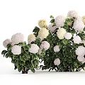 Beautiful Blooming Garden Flowers With Soft White Pink Cream Petals And Lush Green Leaves