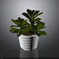 Lush Green Leafy Plant In White Hexagonal Textured Pot With Vibrant Foliage