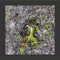 Vibrant Green and Yellow Moss Covered Tree Trunks in Square Plant Bed with Purple Mulch
