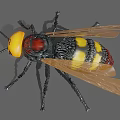 Vibrant Reptile Lizard With Yellow Head And Black Scaled Body Details