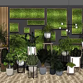 Bonsai and Potted Plants Interior Decor with Green Wall Various Plant Types and Wooden Shelves