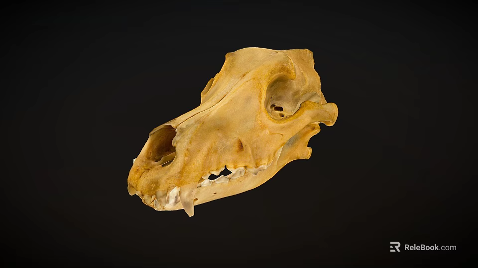 Detailed Animal Skull Specimen With Natural Bone Structure On Black Background 3d model 