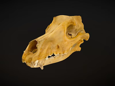Detailed Animal Skull Specimen With Natural Bone Structure On Black Background 3d model