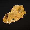Detailed Animal Skull Specimen With Natural Bone Structure On Black Background