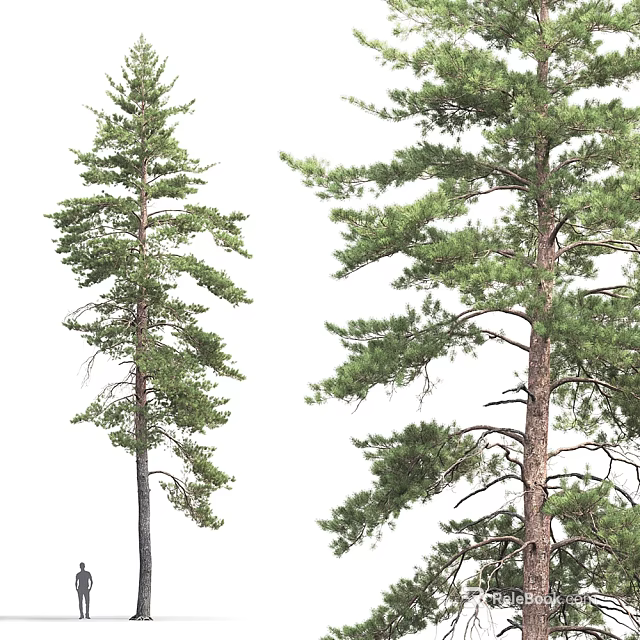 Isolated Tall Pine Trees With Lush Green Branches And Sturdy Trunks 3d model 