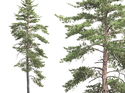 Isolated Tall Pine Trees With Lush Green Branches And Sturdy Trunks 3d model
