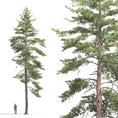 Isolated Tall Pine Trees With Lush Green Branches And Sturdy Trunks 3d model