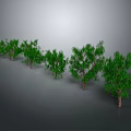 Green Trees With Lush Foliage And Various Sizes Arranged In Row On Gray Background