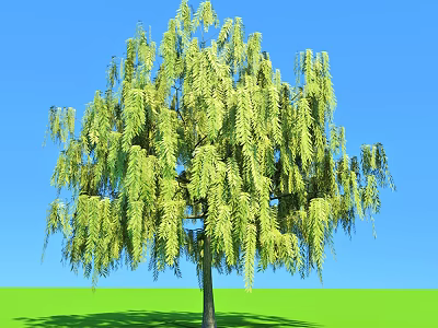 Weeping Willow Tree With Lush Green Leaves Against Blue Sky And Green Grass 3d model