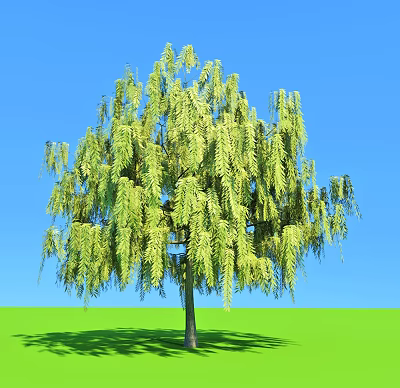 Weeping Willow Tree With Lush Green Leaves Against Blue Sky And Green Grass 3d model