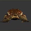 Vibrant Red And Yellow Patterned Toad With Open Mouth On Glossy Surface Showing Reflection