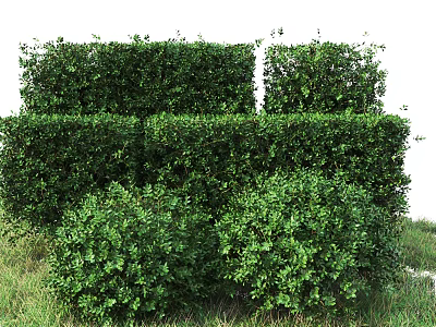 Well Trimmed Green Shrubs With Square And Round Shapes On Lush Grassland 3d model