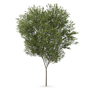 Plant Tree Outdoor Landscape Tree Garden Landscape Tree 3d model