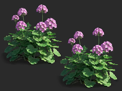 Beautiful Purple Flowers With Lush Green Leaves And Multiple Healthy Plants 3d model