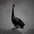 Flying Black Swan with Long Neck Red Beak and Black Feathers on Hexagonal Gray Background