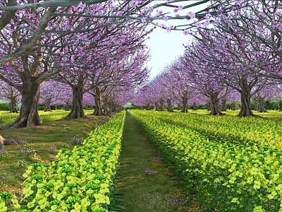 Scenic View of Purple Blossom Trees With Yellow Flower Fields And Central Pathway 3d model