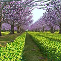 Scenic View of Purple Blossom Trees With Yellow Flower Fields And Central Pathway