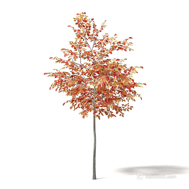 Slender Trunk Deciduous Tree Displaying Vibrant Red And Orange Autumn Leaves 3d model 