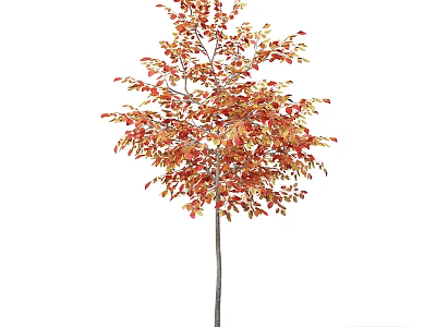 Slender Trunk Deciduous Tree Displaying Vibrant Red And Orange Autumn Leaves 3d model