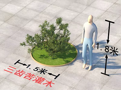 Three toothed Bitter Shrub with 1.5m Size Next to 1.8m Human Figure 3d model
