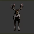 Moose With Large Pink Antlers And Brown White Fur Standing On Gray Background
