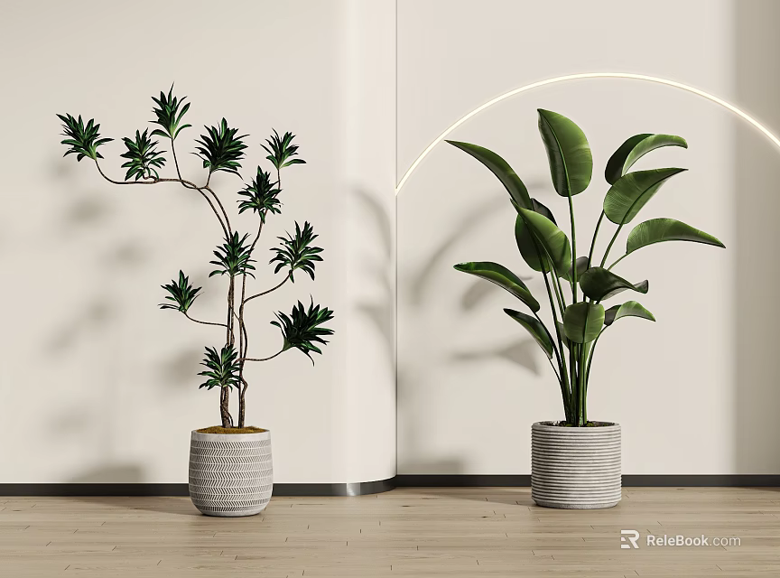 Indoor Potted Plants for Modern Interior with Slim Branches Broad Leaves in Gray Woven Pots 3d model 