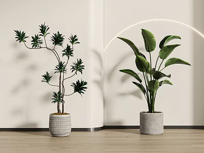 Indoor Potted Plants for Modern Interior with Slim Branches Broad Leaves in Gray Woven Pots 3d model
