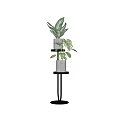 Bonsai Potted Plants on Black Multi tiered Stand with Gray Pots and Green Leaves
