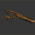 Detailed Brown And Orange Mantis Standing Isolated On Gray Background