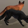 Red Fox and Black Wolf Standing with Realistic Fur Details on Gray Background