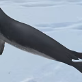 Antarctic Ross Seal Wildlife 3d model