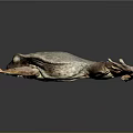 Frog Poison Frog Game Frog Reptile Cold Blooded Animal Reptile 3d model