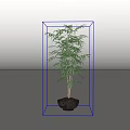 Tall Bonsai Plant With Green Leaves And Dark Ceramic Pot For Indoor Decor