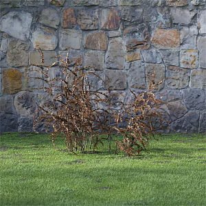 Shrubs of the genus Shrubs under the leaves of a dry dwarf shrub 3d model