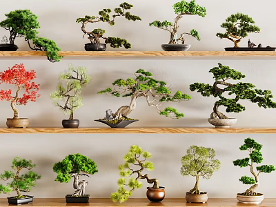 Beautiful Various Bonsai Trees Displayed on Wooden Shelves with Ceramic Pots 3d model