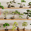 Beautiful Various Bonsai Trees Displayed on Wooden Shelves with Ceramic Pots