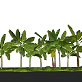 Tall Banana Trees With Large Green Leaves Growing By Waterfront Under Blue Sky