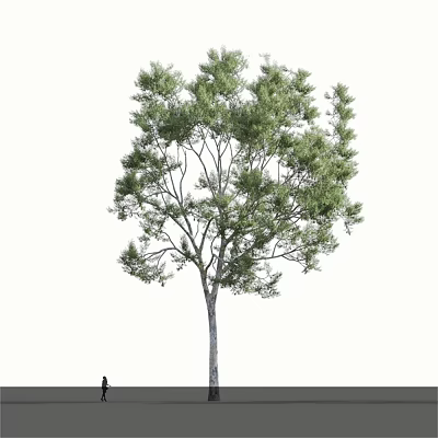 Lush Arbor With Green Foliage And Straight Trunk In Natural Growth Form 3d model